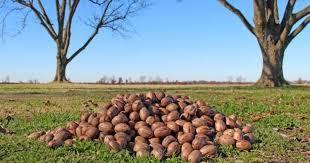 Pecans.jpg